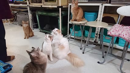 猫カフェ アン・シャトン