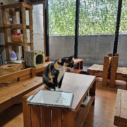 ねこのいるカフェ 小倉猫茶家