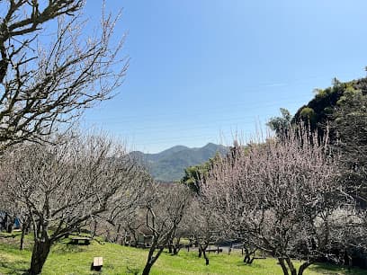 三岳梅林公園