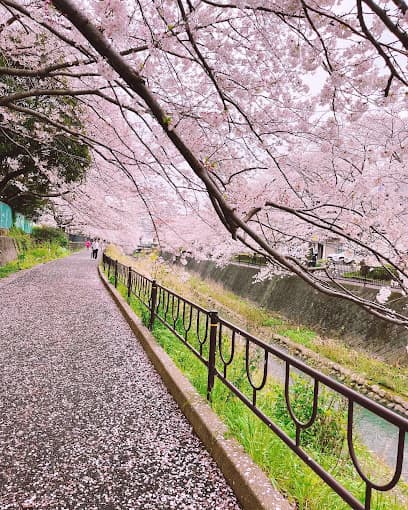 志井川の桜並木